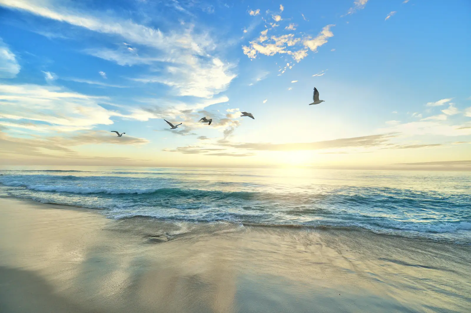 Sea birds lifting off a pale shoreline at low tide